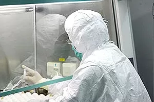 *** Domuz gribi Berlin’e de ulaştı
