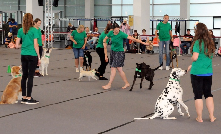 Almanya’da 4 bin köpek yarıştı