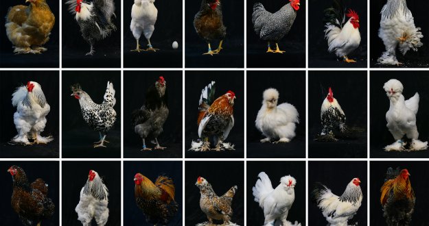 Sus Tavuklari Sampiyonluk Icin Podyumda Haberi Son Dakika Turkiye Haber Basliklari Ve Gelismeler Haberler Sus Tavuklari Sampiyonluk Icin Podyumda Haberi Son Dakika Turkiye Haber Basliklari Ve Gelismeler Haberler