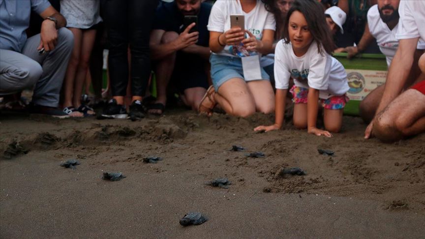 Tedavileri tamamlanan caretta carettalar denize bırakıldı