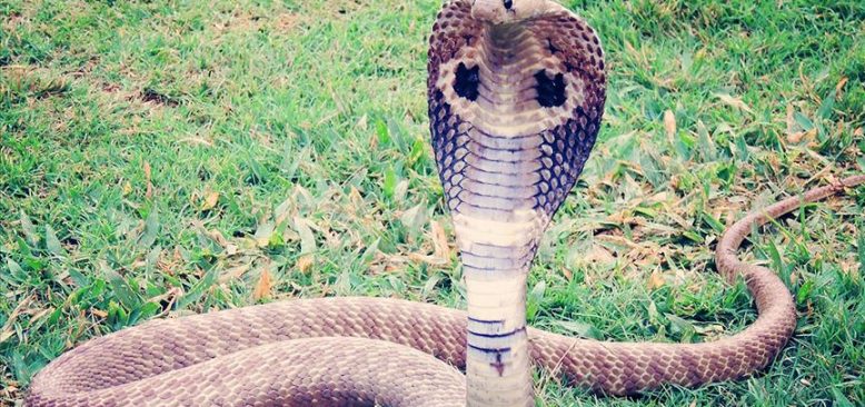 Almanya'da evden kaçan kobra yılanı aranıyor