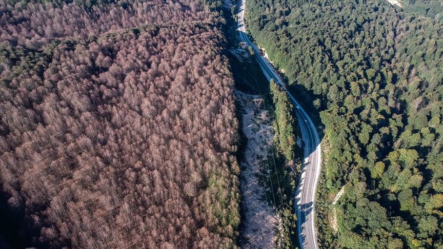 Ormanı istila eden tırtıllar ağaçlarda yaprak bırakmadı