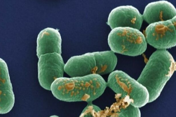 Belçika, Hollanda ve Almanya'da listeria alarmı