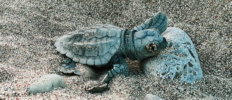 70 bin caretta caretta mavi sularla buluştu