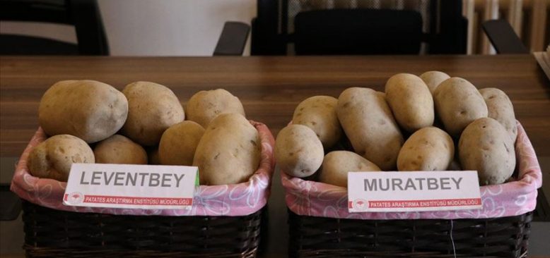'Leventbey' ve 'Muratbey' gelecek yıl çiftçinin kullanımına sunulacak