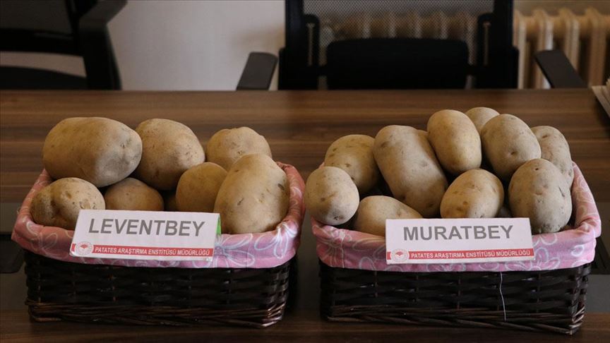 ‘Leventbey’ ve ‘Muratbey’ gelecek yıl çiftçinin kullanımına sunulacak