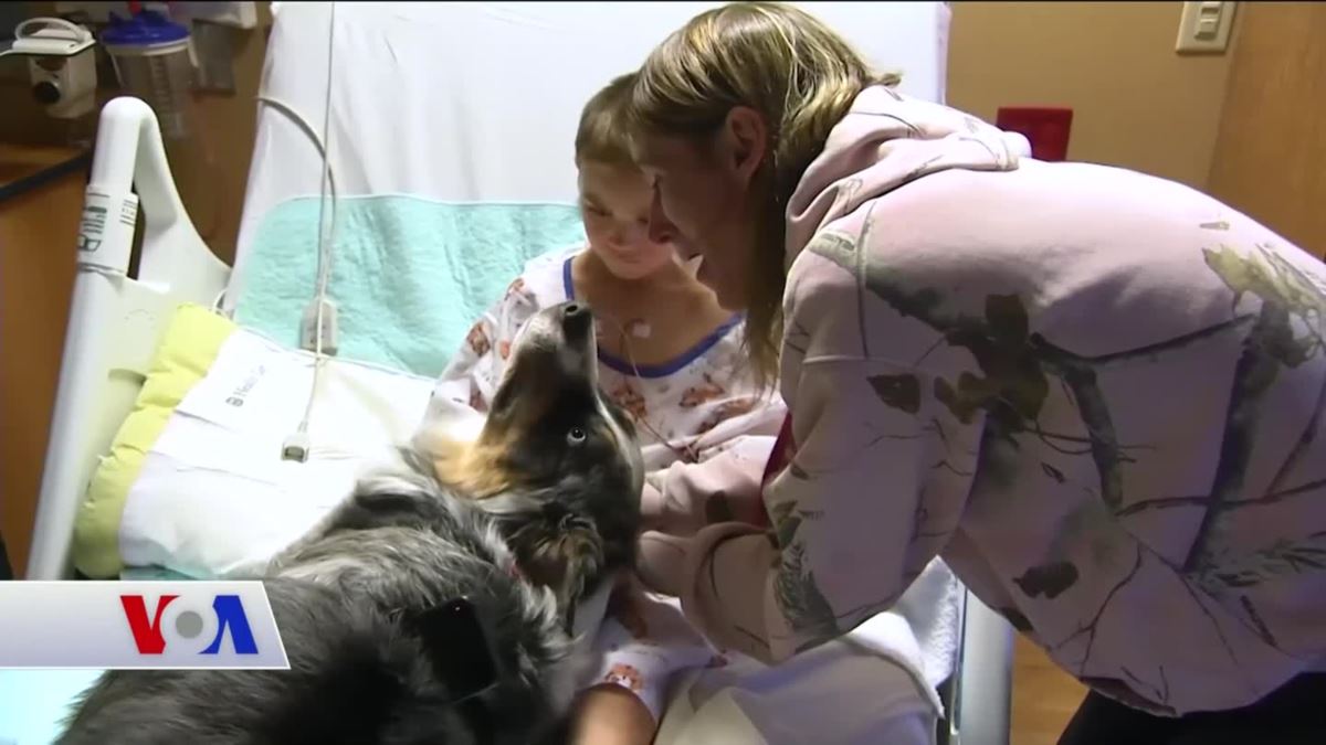 Terapi Köpeklerinin Yararları