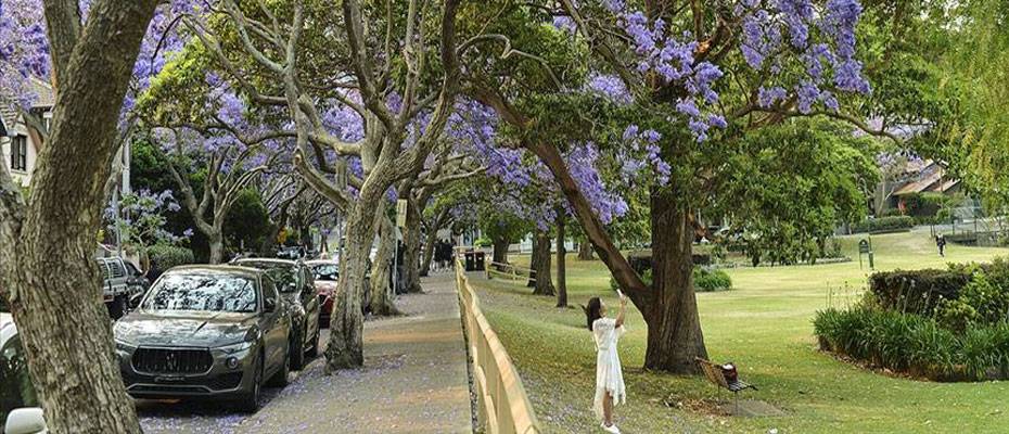 Sydney’i süsleyen mor güzellik: Jakaranda ağaçları