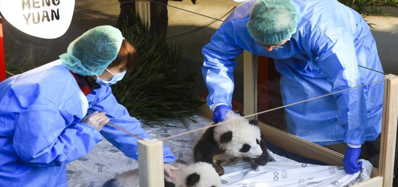 Berlin'de 100 gün önce dünyaya gelen pandalara isimleri verildi