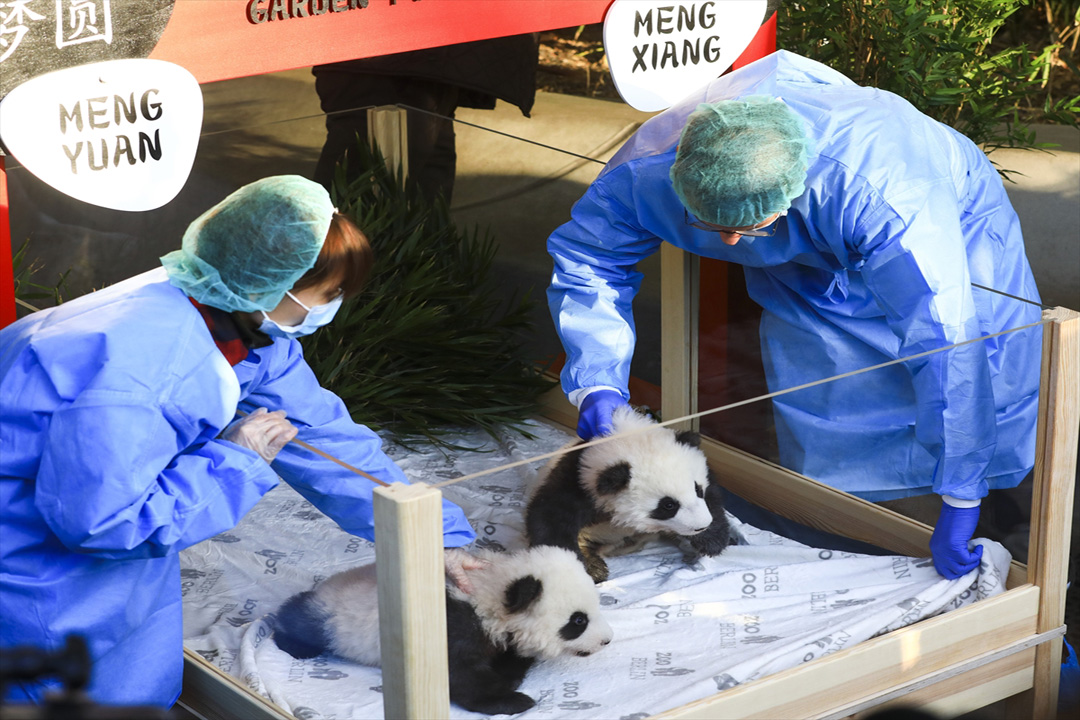 Berlin’de 100 gün önce dünyaya gelen pandalara isimleri verildi