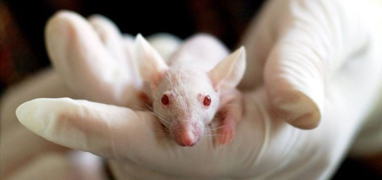 ABD ordusundan 'koronavirüs aşısı farelerde denenmeye başlandı' açıklaması