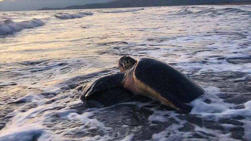 Caretta carettalar İztuzu Plajı’na gelmeye başladı