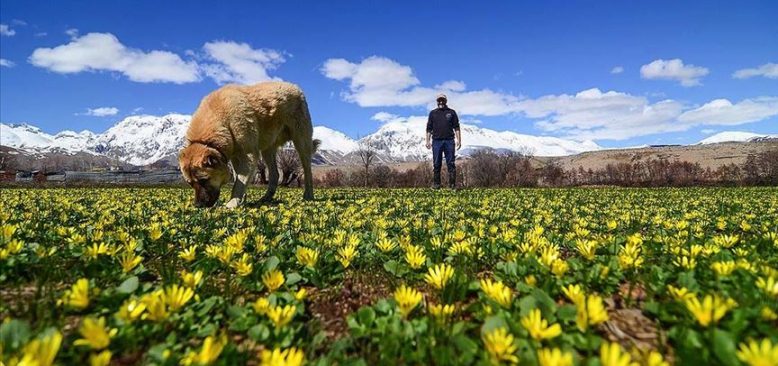 Munzur Dağları arasındaki Ovacık'ta ilkbahar güzelliği