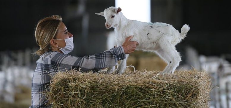 Çocukluk hayalini keçi çiftliğiyle gerçekleştirdi
