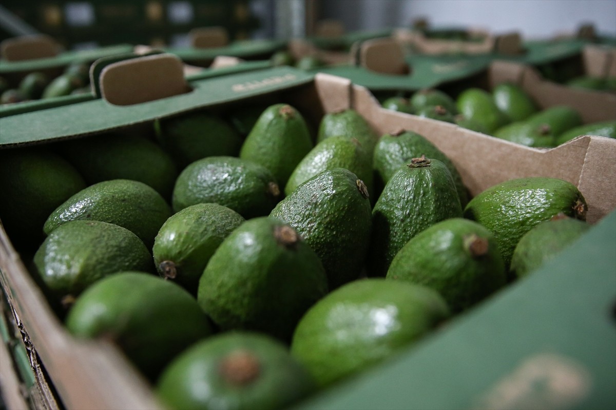 Türkiye’den 33 ülkeye avokado ihracatı