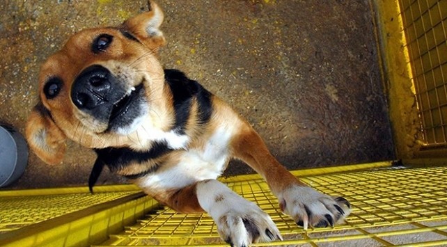 Hindistan’ın Nagaland eyaletinde köpek eti satışı yasaklandı