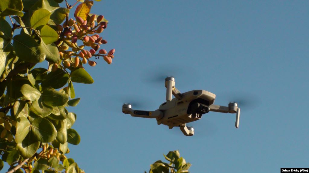 Fıstık Hırsızlarına Karşı ‘Drone’lu Nöbet
