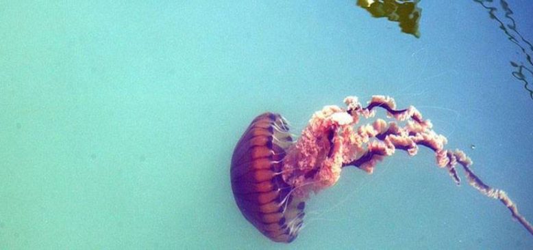 Türkiye'de denizanası kaynaklı yaralanmalar artıyor