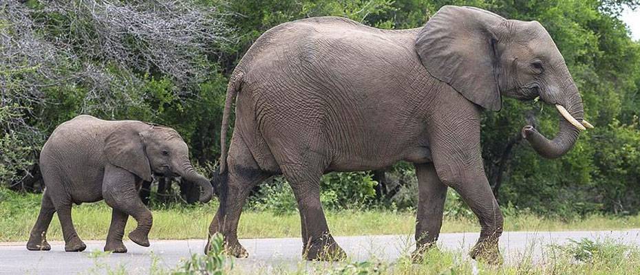 Doğu Afrika ülkelerinden turizmi canlandırmak için ‘bölgesel tur’ planı