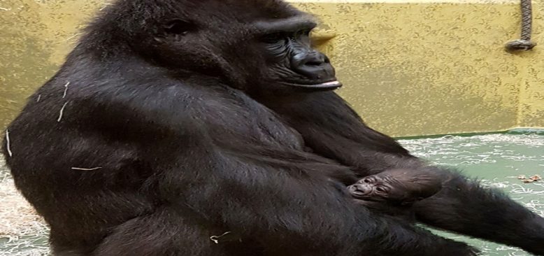 Goril  Louna doğurdu