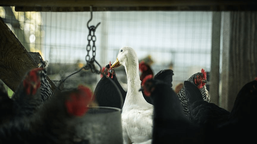 Kümes hayvanlarına ‘kuş gribi’ karantinası
