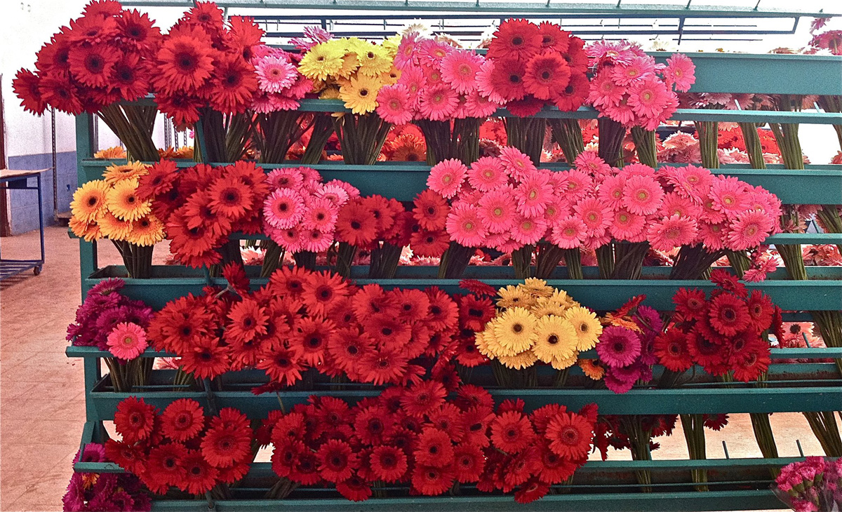 Çiçek sektörü sevgililer gününe tedirgin hazırlanıyor