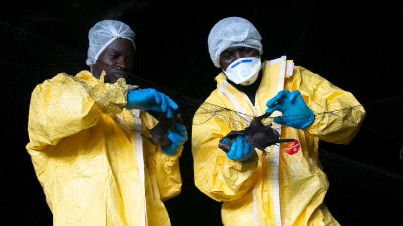 Gine’de Yıllar Sonra Ebola Ölümleri