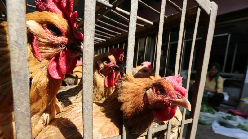 H5N8 Kuş Gribinin İlk İnsan Vakası Rusya’da