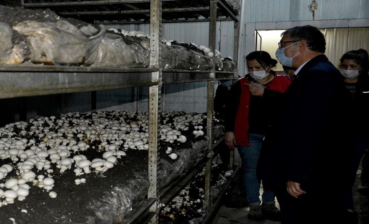 Eğirdir kültür mantarcılığında söz sahibi olmaya başladı