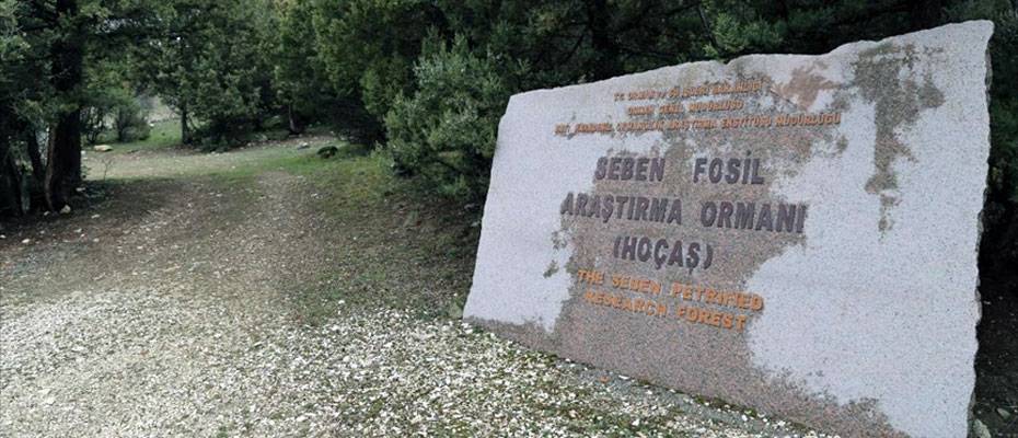 Türkiye'nin ilk 'fosil ormanının' UNESCO Dünya Miras Listesi'ne alınması için çalışma başlatıldı