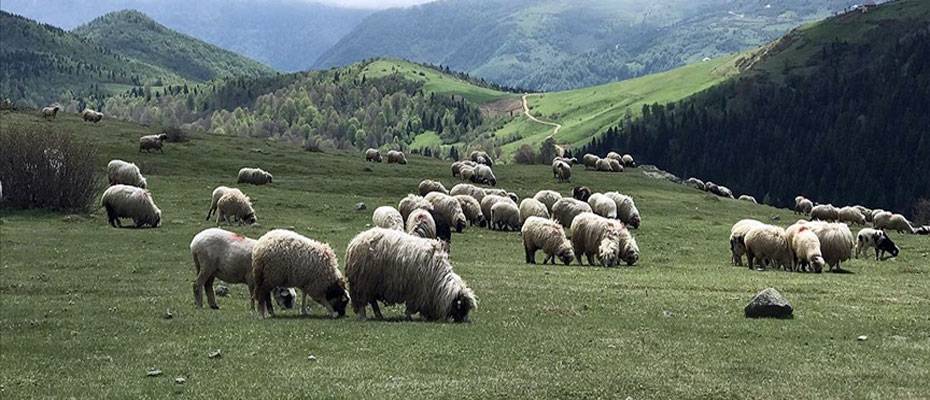 İlkbaharla yeşilin tonlarına bürünen Doğu Karadeniz yaylaları büyülüyor