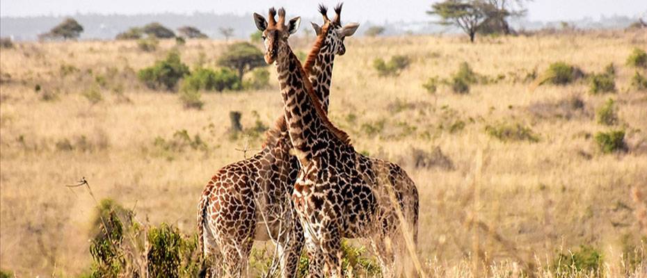 Kenya, vahşi doğadaki tüm canlıları tek tek saymaya başladı