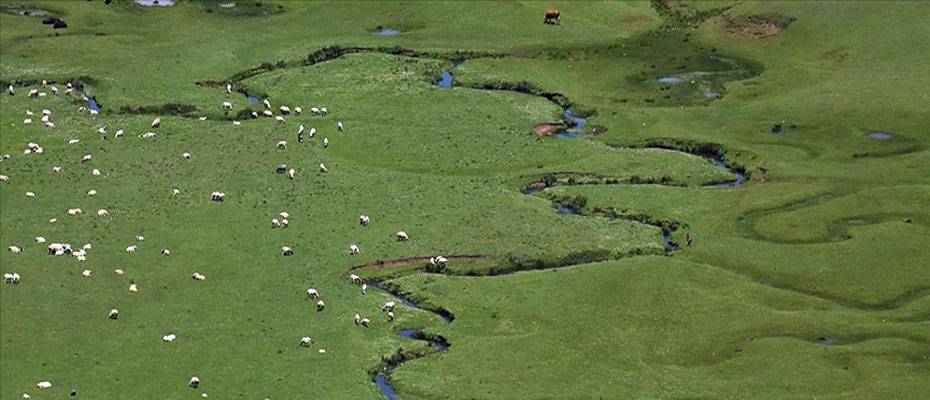 Karadeniz’in menderesleriyle ünlü Perşembe Yaylası doğaseverleri ağırlıyor