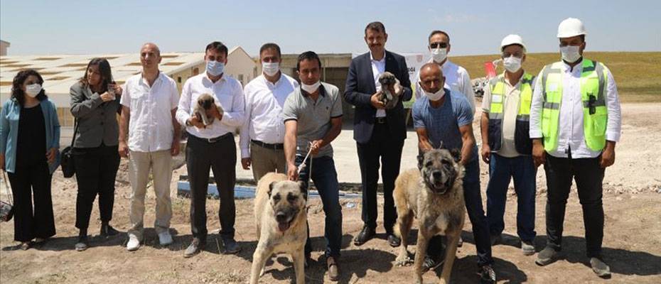 ‘Anadolu Aslanı’ Kangal köpekleri için teknolojik tesis açıldı