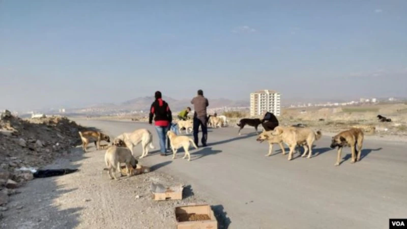 Hayvanseverler AKP’nin Teklifini Nasıl Değerlendiriyor?