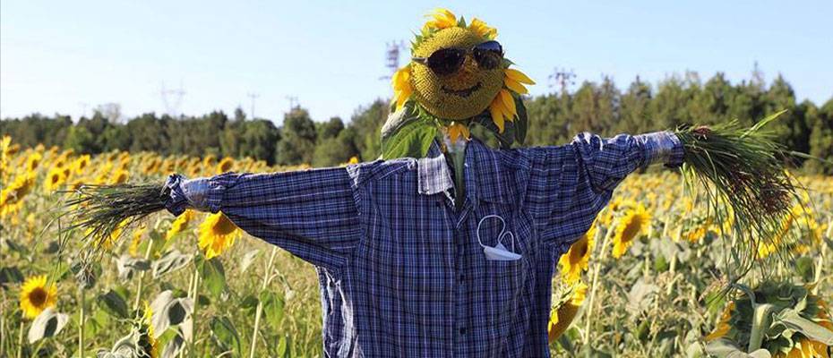 Tarih ve kültür şehri Karabük’ten ayçiçeği üretimi ve ‘agro turizm’ atağı