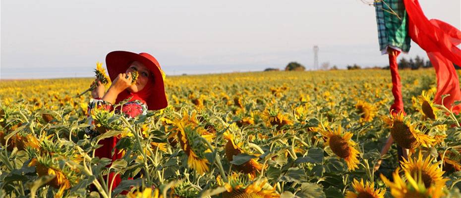 Tekirdağ’da sarıya bürünen ayçiçeği tarlalarında foto safari düzenlendi