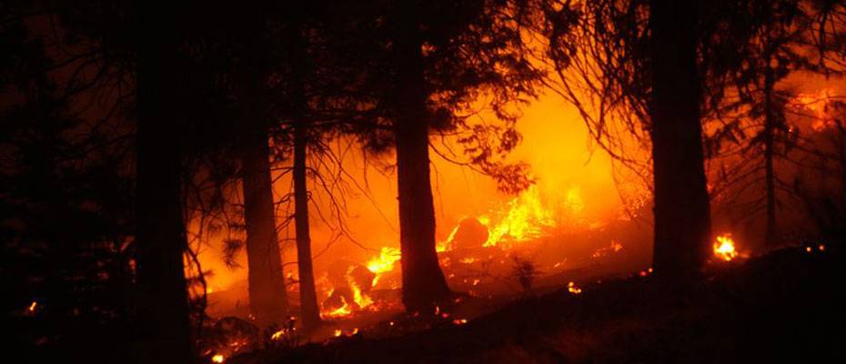 10 ilde yangınlardan zarar gören üretici ve yetiştiricilere TARSİM’den 9,5 milyon lira hasar ödemesi