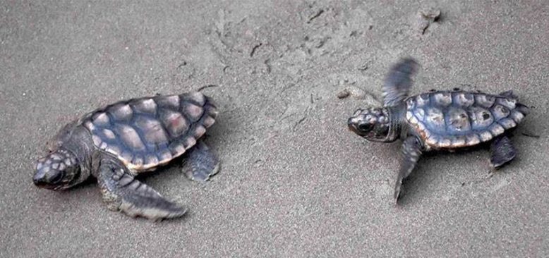 Hatay'da yavru deniz kaplumbağaları denizle buluştu