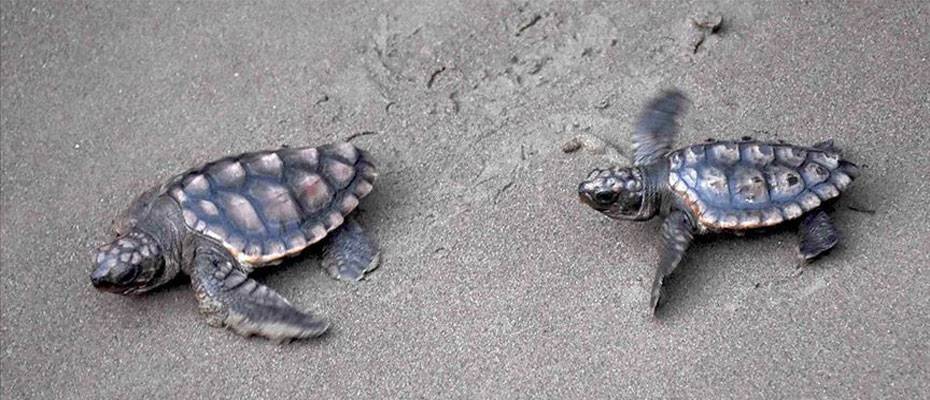 Hatay’da yavru deniz kaplumbağaları denizle buluştu