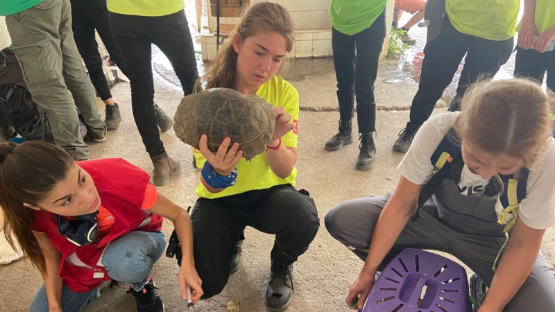 Marmaris ve Köyceğiz Yangınlarında Yüzlerce Kaplumbağa Kurtarıldı