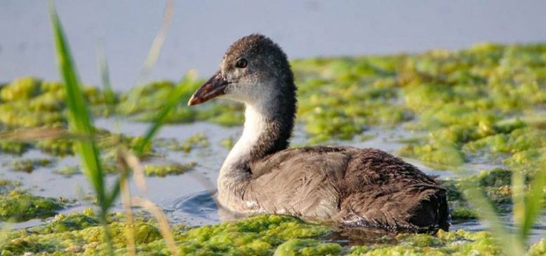 Ağrı Dağı Milli Parkı, kuş popülasyonuyla dikkati çekiyor