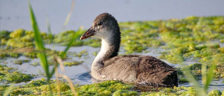 Ağrı Dağı Milli Parkı, kuş popülasyonuyla dikkati çekiyor