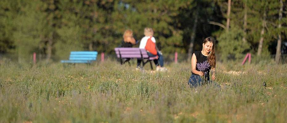 Aromatik bitki şehri tarihi ilçeye ‘derman’ oluyor