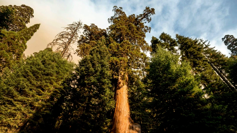 California’daki Sekoya Ağaçları İçin Yangın Tehlikesi