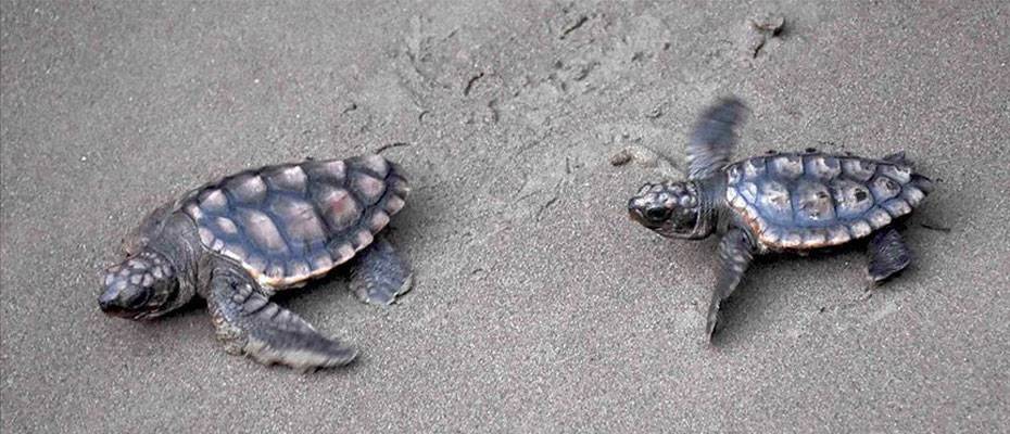Deniz kaplumbağaları 5 sahilde 'ahşap bariyerler' ile korunacak