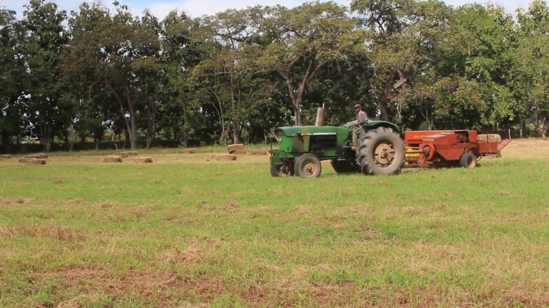 Latin Amerika’da Tarım Ürünleri İhracatı Arttı