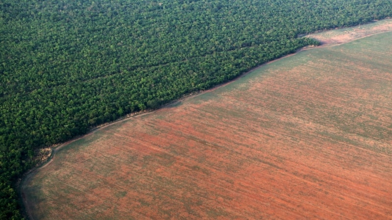 Amazon Ormanları’ndaki Bir Yıllık Kayıp Katar’dan Büyük