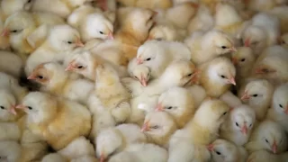 Fransa'da Çiftlik Hayvanlarında Kuş Gribi Salgını