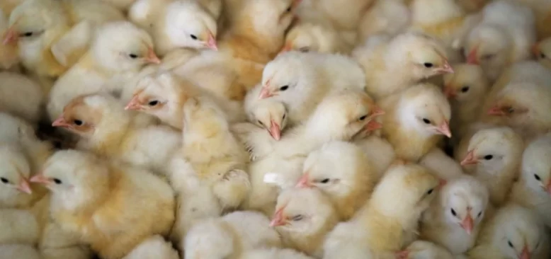 Fransa'da Çiftlik Hayvanlarında Kuş Gribi Salgını